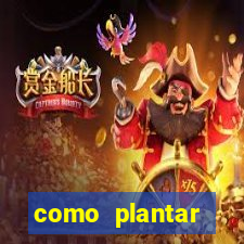 como plantar gergelim no vaso